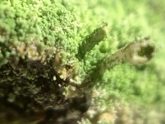 Cladonia