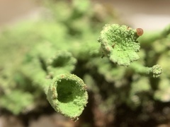 Cladonia