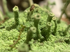 Cladonia