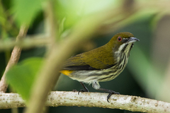 Dicaeum chrysorrheum