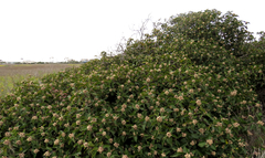 Rhus integrifolia × ovata