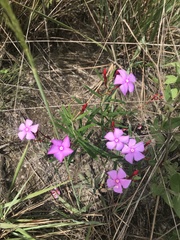 Mandevilla tenuifolia
