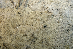 Scophthalmus rhombus