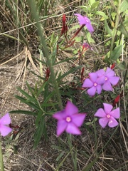 Mandevilla tenuifolia
