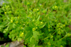 Ranunculus parviflorus