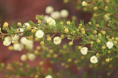 Acacia lateriticola