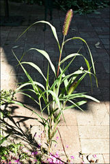 Setaria italica