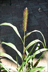 Setaria italica