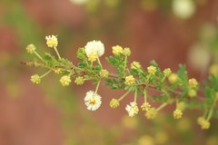 Acacia lateriticola