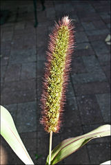 Setaria italica
