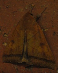 Ophiusa trapezium