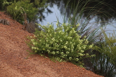 Acacia lateriticola