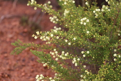 Acacia lateriticola
