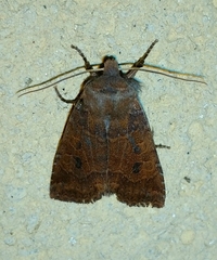 Conistra ligula