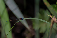 Antiagrion