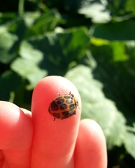 Epilachna paenulata