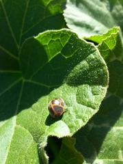 Epilachna paenulata