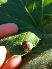 Epilachna paenulata