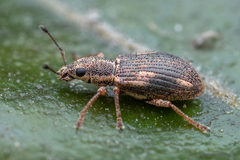 Polydrusus nothofagi