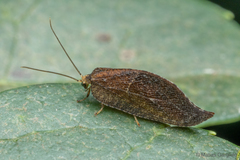 Conchopterella stangei