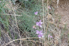 Lathyrus pauciflorus pauciflorus