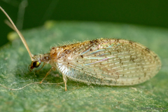 Hemerobius chilensis