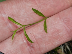Wahlenbergia rupestris