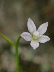 Wahlenbergia rupestris