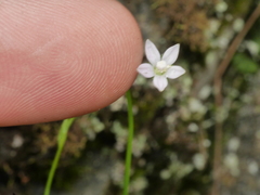 Wahlenbergia rupestris