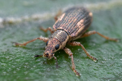 Polydrusus nothofagi