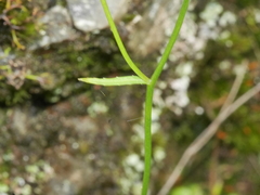 Wahlenbergia rupestris