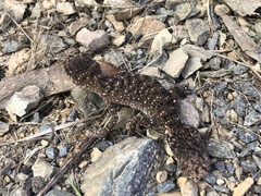 Uvidicolus sphyrurus