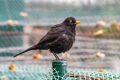 Turdus merula