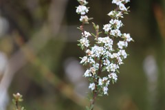 Taxandria parviceps
