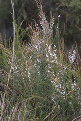 Taxandria parviceps
