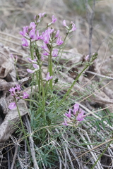 Astragalus conjunctus