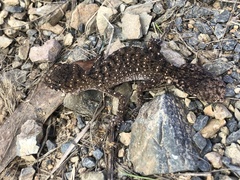 Uvidicolus sphyrurus