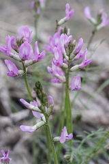 Astragalus conjunctus