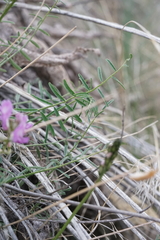 Astragalus conjunctus
