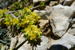 Thymelaea tinctoria