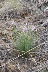 Astragalus conjunctus