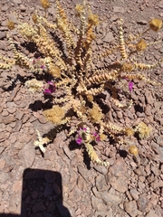 Cistanthe salsoloides