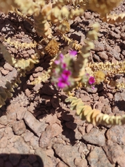 Cistanthe salsoloides