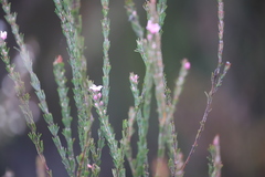 Boronia stricta
