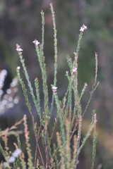 Boronia stricta