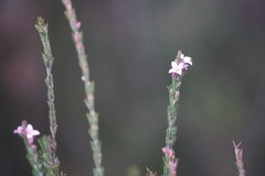 Boronia stricta