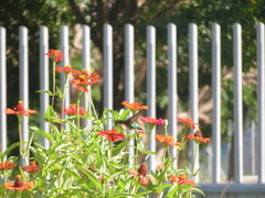 Chlorostilbon gibsoni