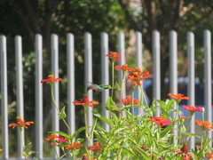 Chlorostilbon gibsoni