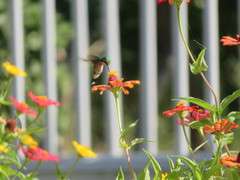 Chlorostilbon gibsoni