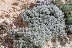 Eriogonum soredium